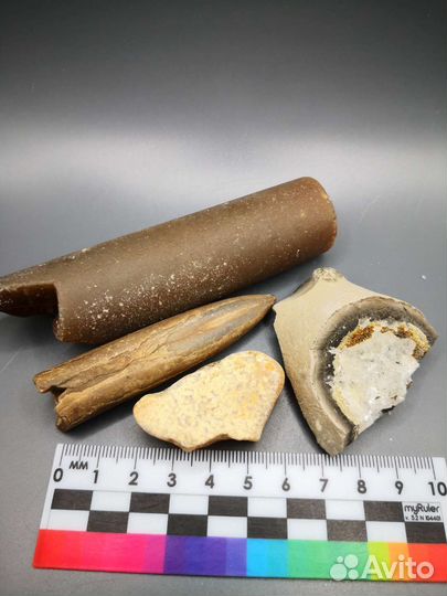 Набор волжских окаменелостей