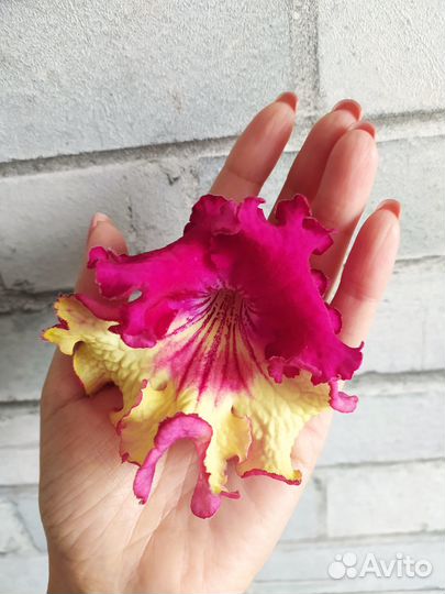 Стрептокарпусы розовые, красные, красно-желтые