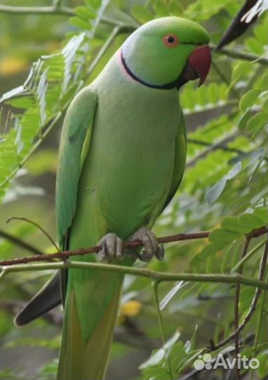Ожереловый попугай