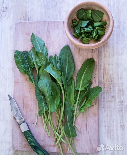 Семена Щавель Широколистный для микрозелени