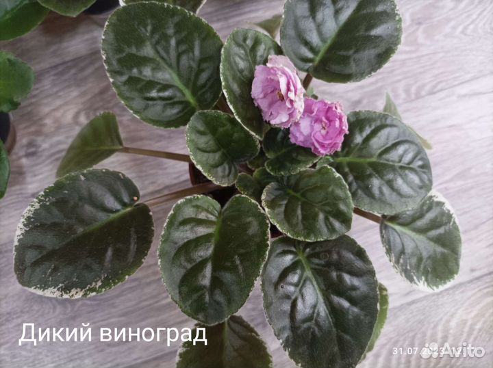 Фиалка