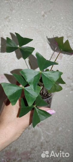 Комнатные цветы 1