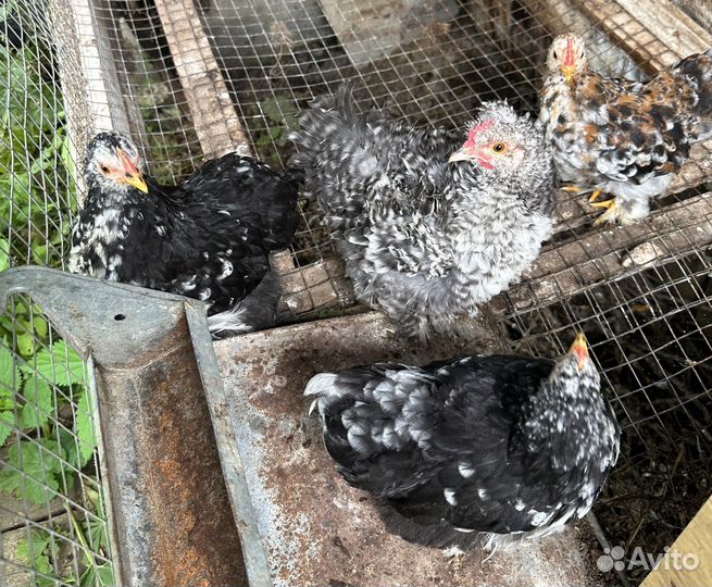 Молодые карликовые кохинхины и шелковые