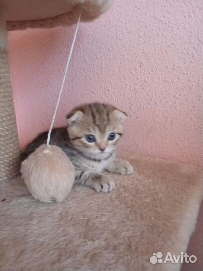 Британские котята