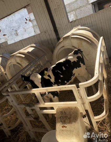 Бычки. Телята