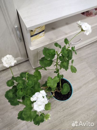 Герань пеларгония