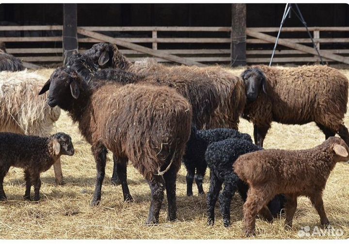 Баран, овца, ягнята, курдючные гиссары