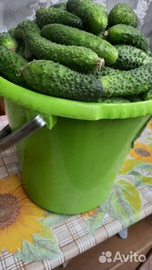 Огурцы мелкие сбор 31 августа 7 лит