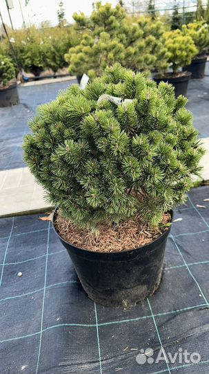 Сосна горная миникин с 25 20-40 см