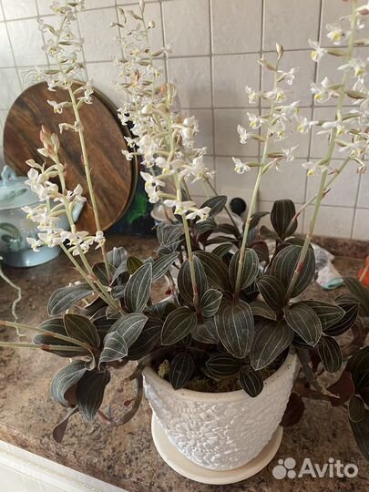 Лудизия, драгоценная орхидея