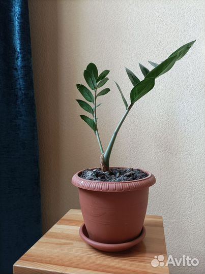 Замиокулькас