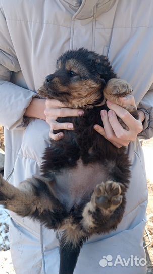 Щенки беспородные