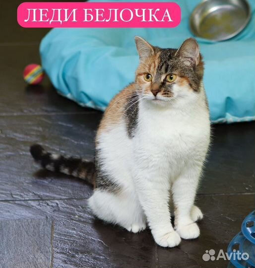 Леди Белочка в любящие руки