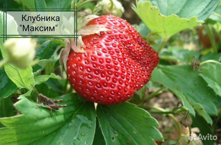 Клубника