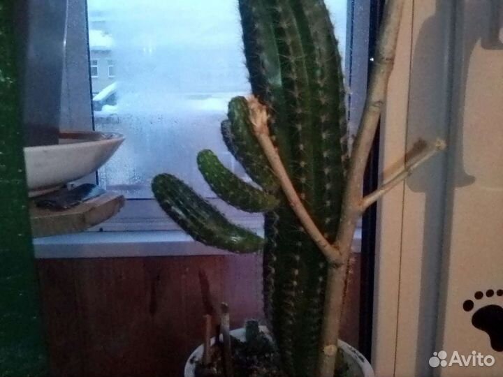 Кактусы отростки,молочай