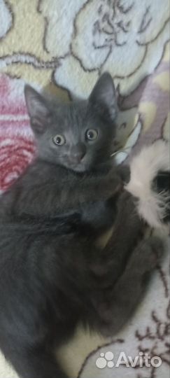 Метисы, мама- Корат, папа - 