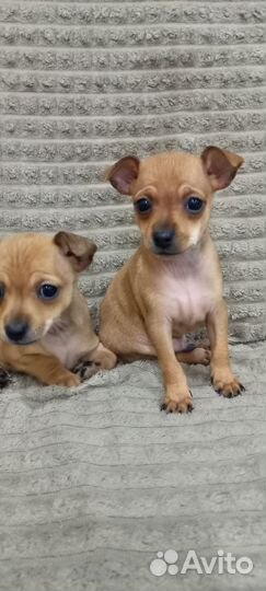 Мини той-терьер