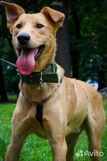 Собака ищет дом