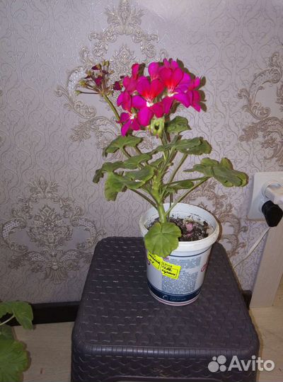Пеларгония герань