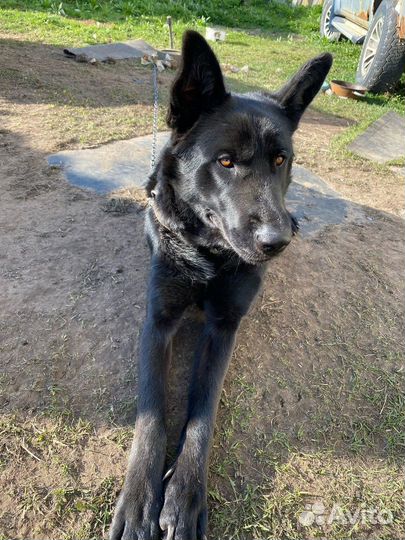 Собака в добрые руки отдам бесплатно