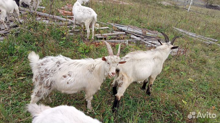Козочка,козлята