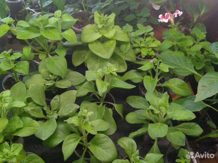 Продам рассаду петуний и перца ц 45р и30р