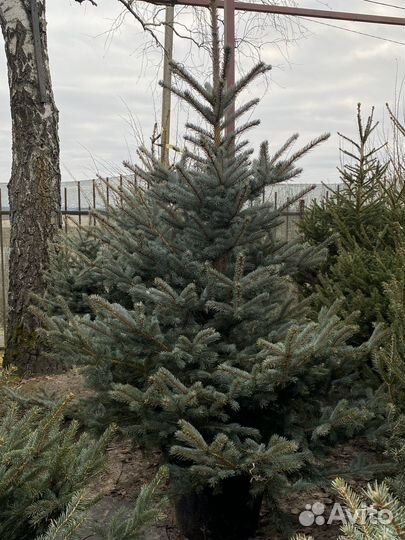 Ель голубая и зеленая
