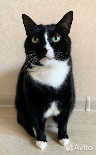 Отдам красивого котика