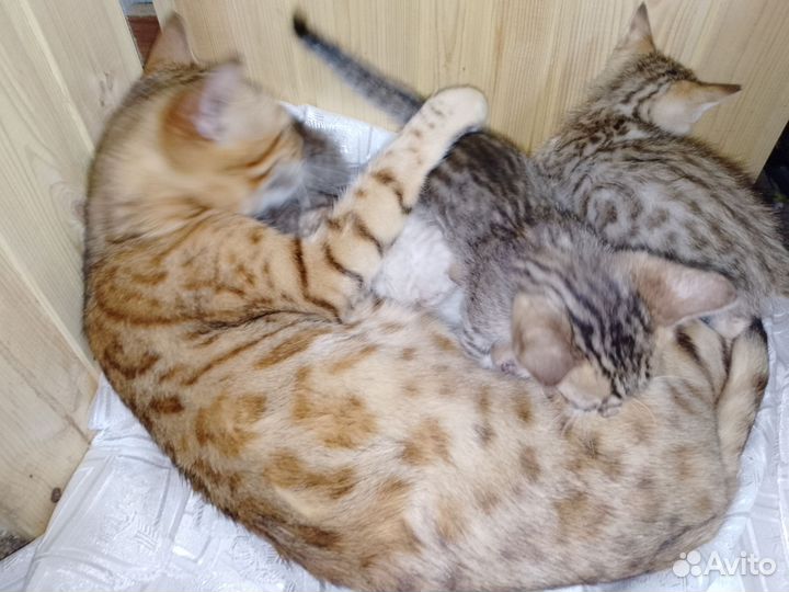 Бенгальские котята