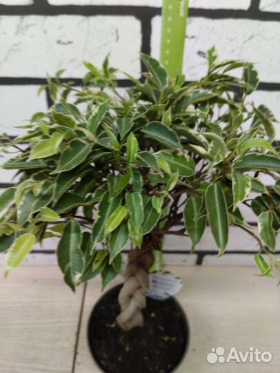 Фикус бенджамина экзотика