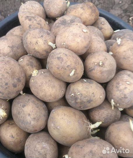 Продам картофель
