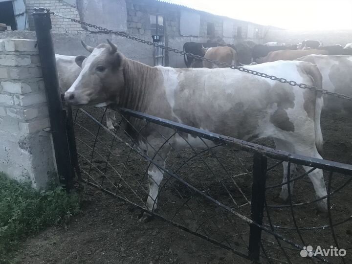 Продам телку