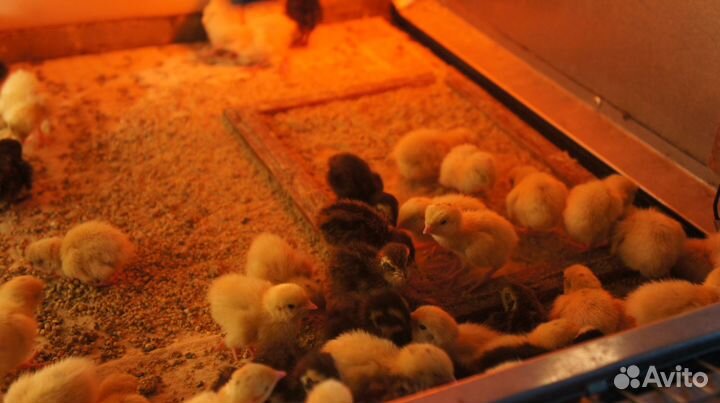 Продаются тушки перепёлок, суточные птенцы, яйцо