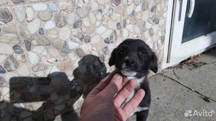 Собака щенок девочка 3 мес в добрые руки