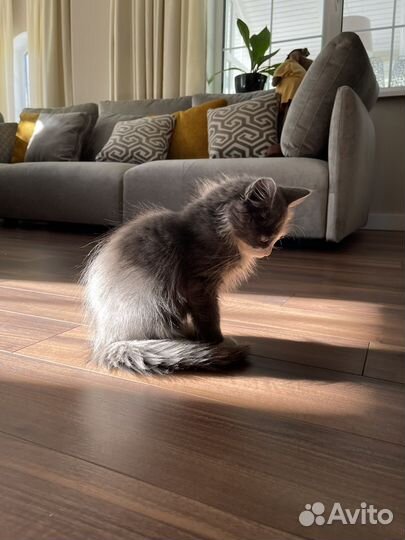 Котик слепой