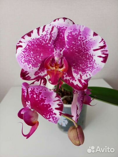 Орхидея