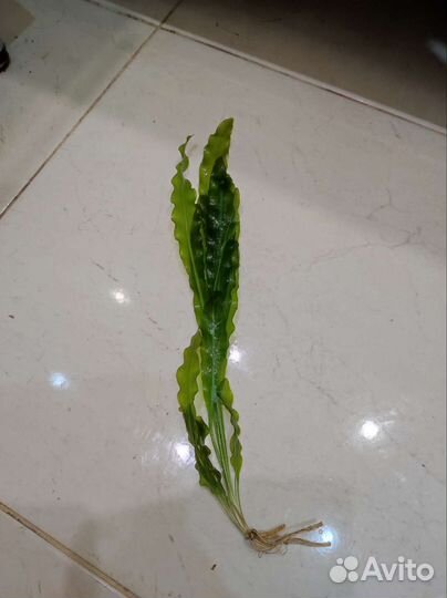 Аулофорус. Растения с прополки