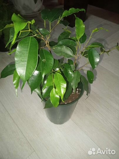 Цветы разные