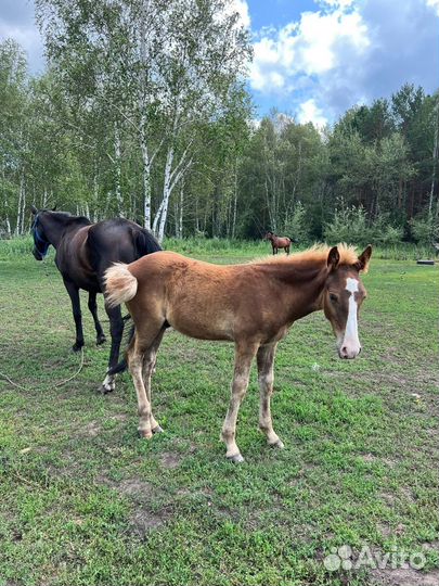 Кобыла с жеребенком
