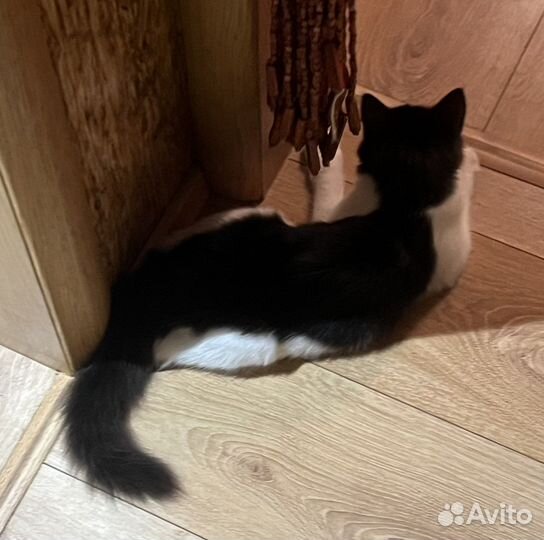 Котенок, девочка