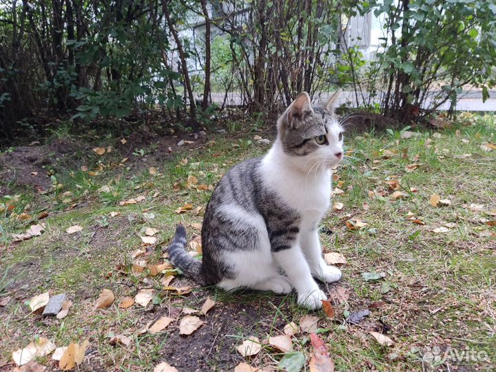 Европейская кошка