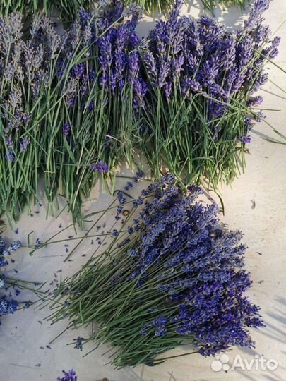 Лаванда сухоцвет