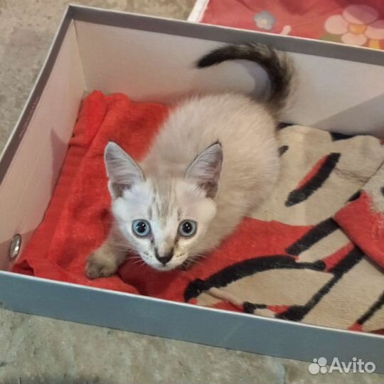Котенок
