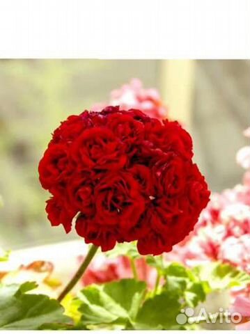 Пеларгония розебудная