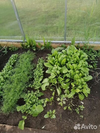 Зелень щавель петрушка