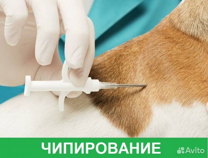 Ветеринарный врач с выездом на дом. Круглосуточно