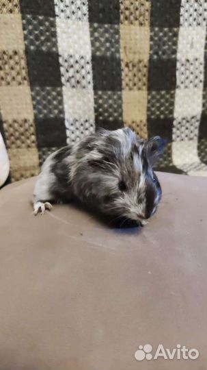 Морская свинка