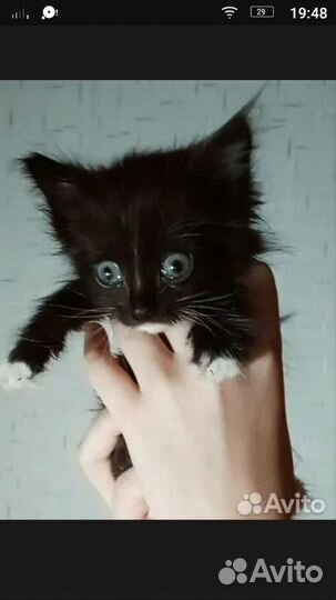 Котята бесплатно