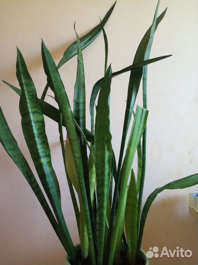 Сансевиерия