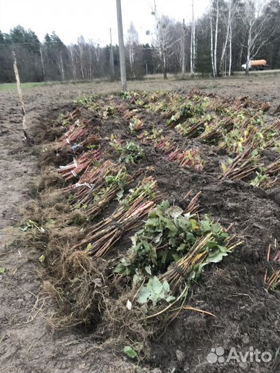 Саженцы малины полка